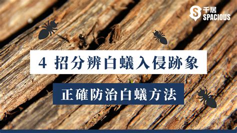 防止白蟻入侵|白蟻入侵兩週可吃光傢俱！4招分辨白蟻跡象+正確防治。